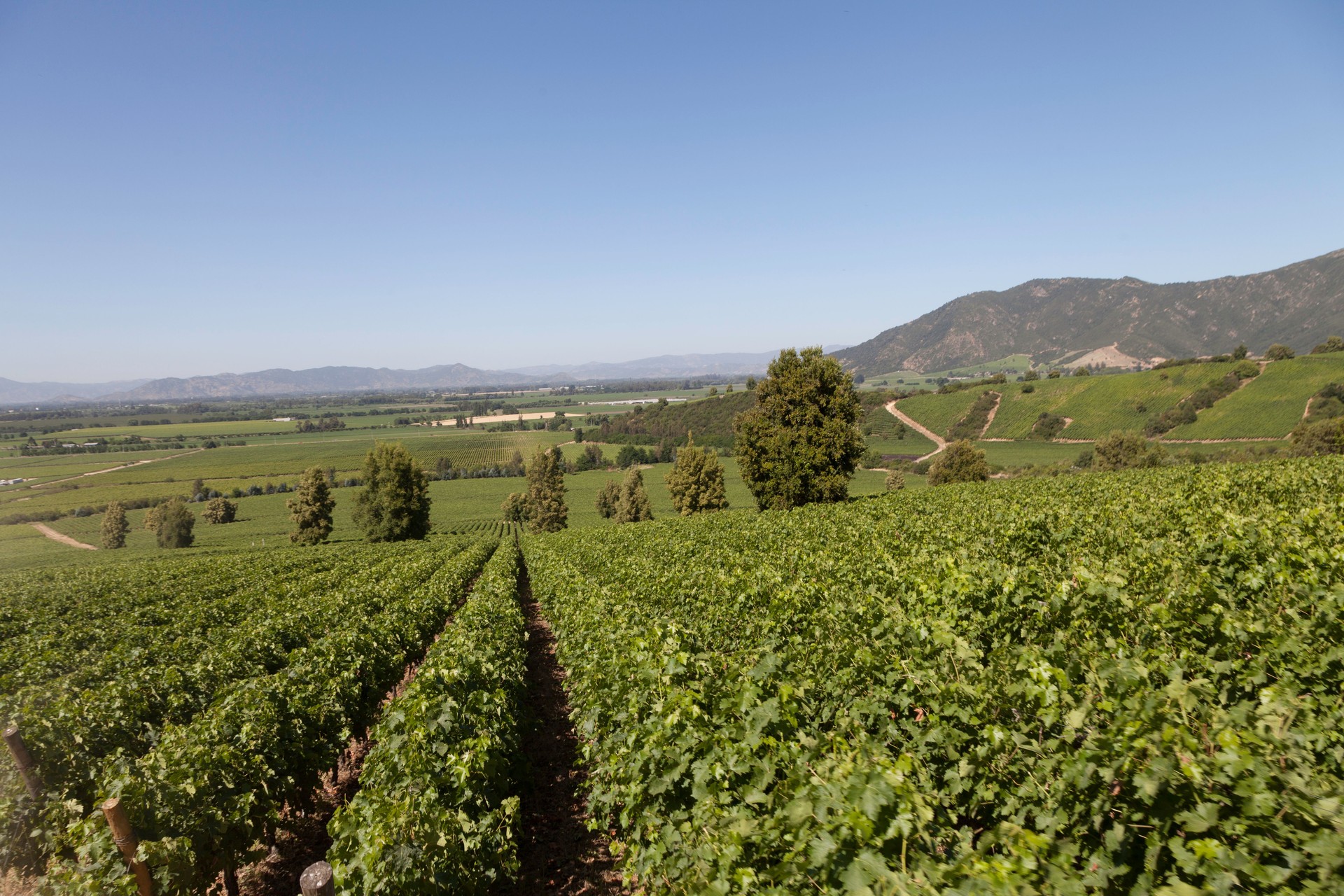 Chile Vineyard 19 Dec 2015-3